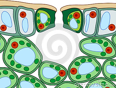 Section view of stomate and plant leaf structure. Vector Illustration